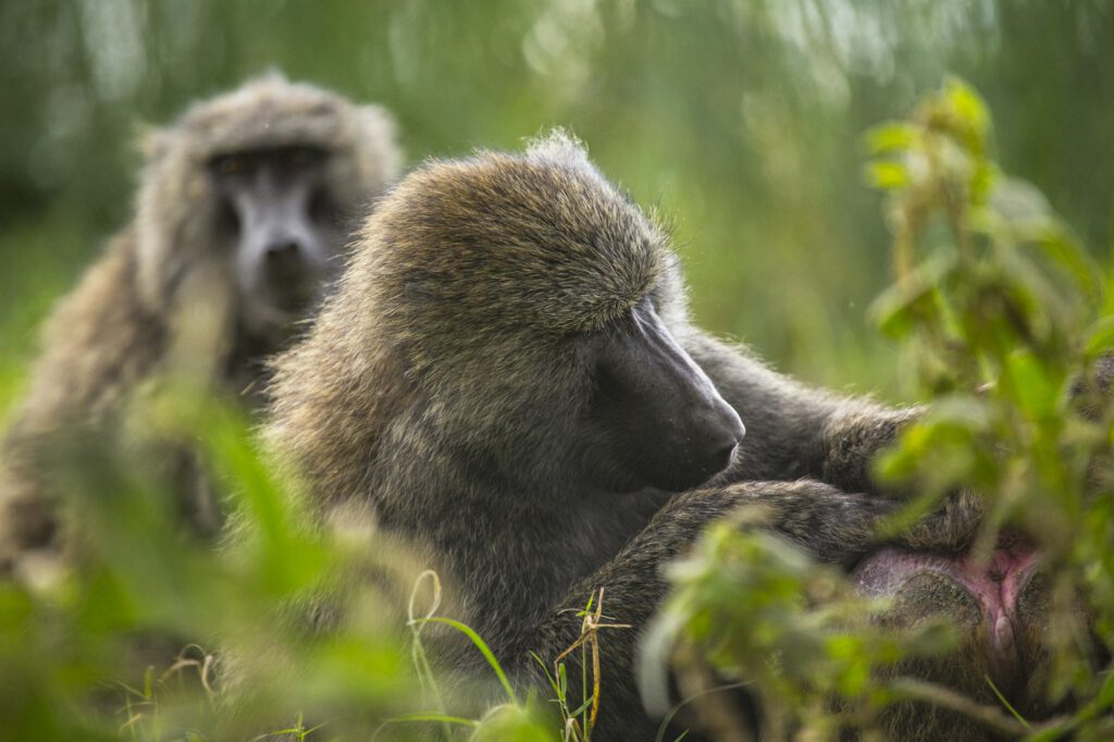 A mother and her children in Nakuru National Park, Kenya...