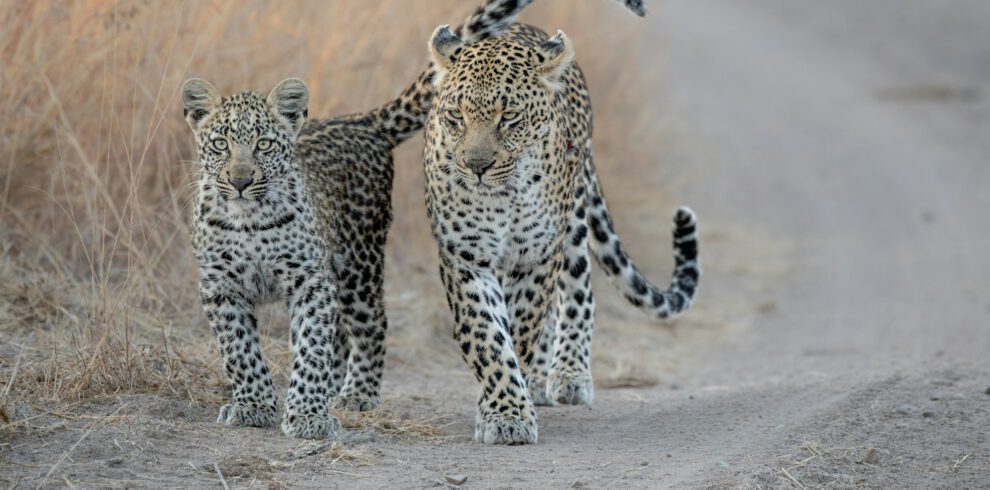A mother leopard and her cub, Panthera pardus, walk along a sand road