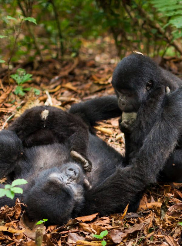 A mountain gorilla family. Three animals in the wild in Rwanda. Gorilla beringei beringei,