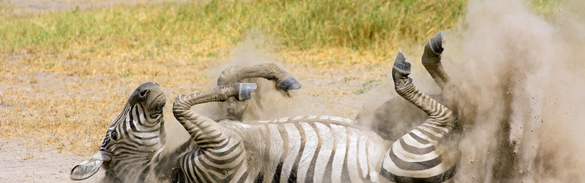 A plains zebra (Equus burchelli) rolling in dust, Amboseli National Park, Kenya
