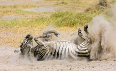 A plains zebra (Equus burchelli) rolling in dust, Amboseli National Park, Kenya