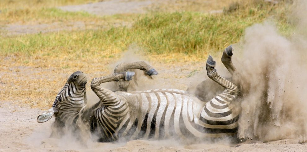 A plains zebra (Equus burchelli) rolling in dust, Amboseli National Park, Kenya