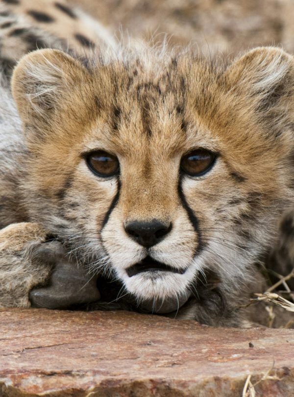 Cheetah cub (Acinonyx jubatus), Masai Mara, Kenya