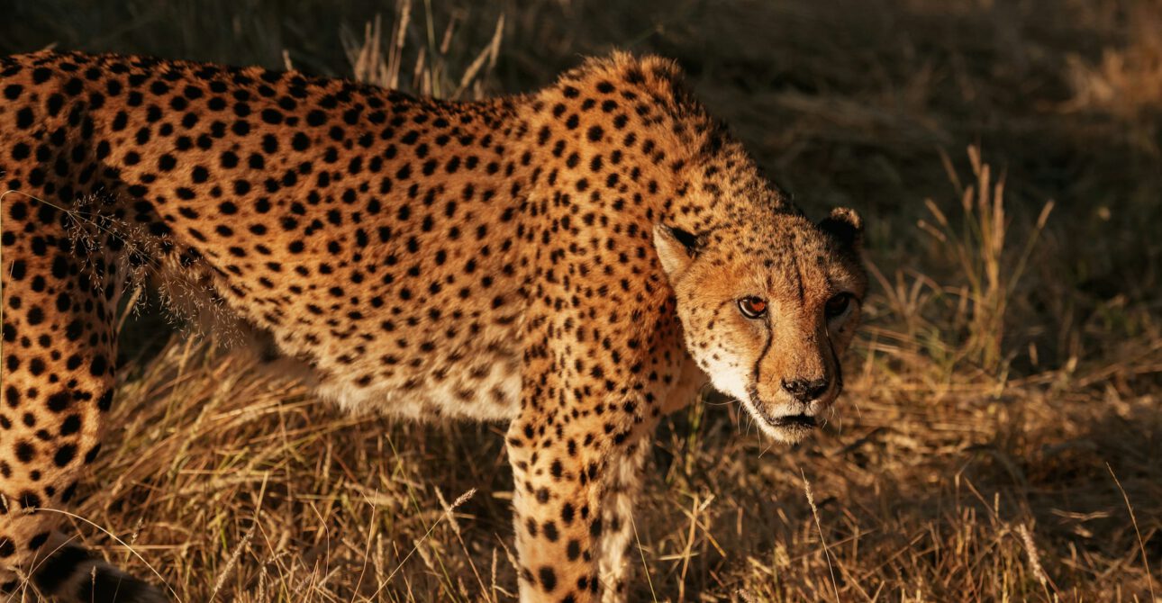 Planning a Safari Trip to Africa?