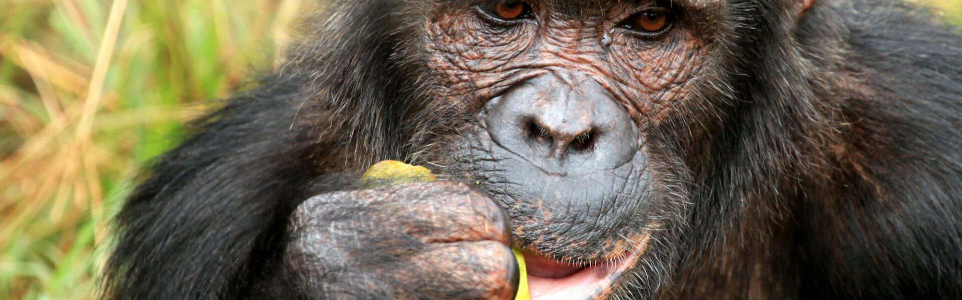 Chimpanzee - Uganda
