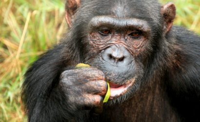 Chimpanzee - Uganda