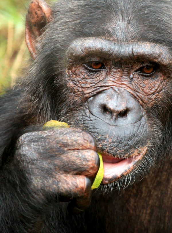 Chimpanzee - Uganda