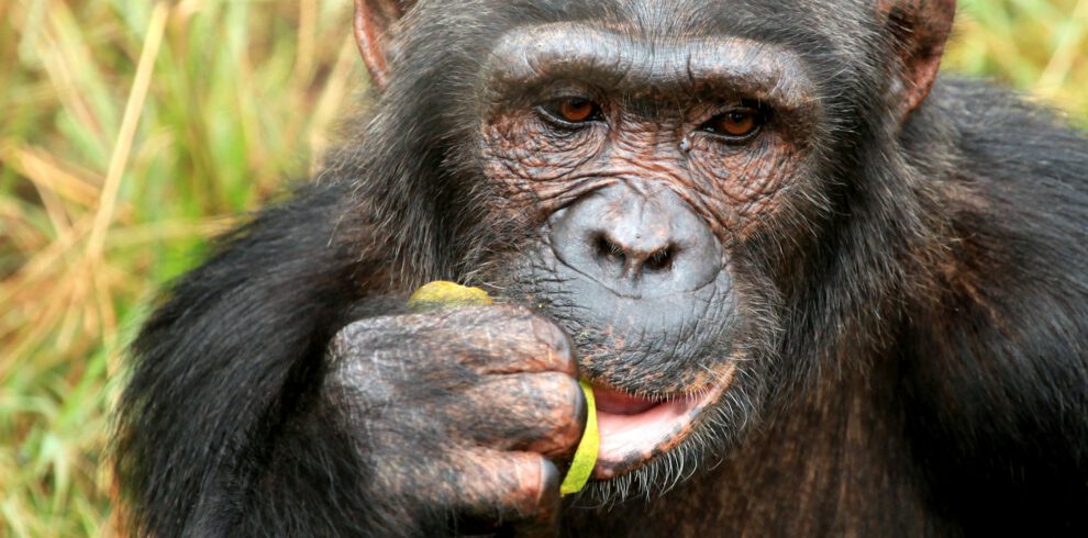 Chimpanzee - Uganda