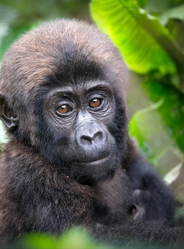 Gorilla in a rainforest in Uganda
