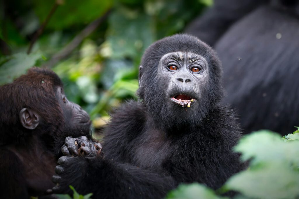 Gorillas in a rainforest in Uganda