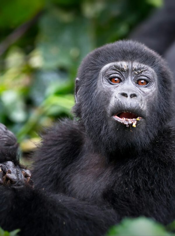 Gorillas in a rainforest in Uganda