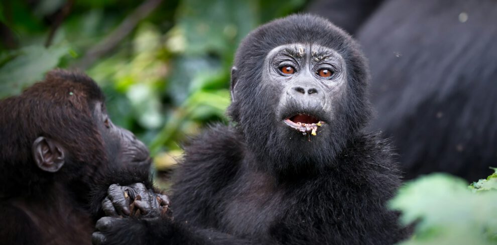 Gorillas in a rainforest in Uganda