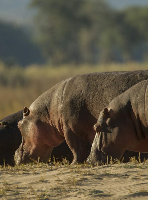Hippopotamus (Hippopotamus amphibius), Mana Pools, Zimbabwe