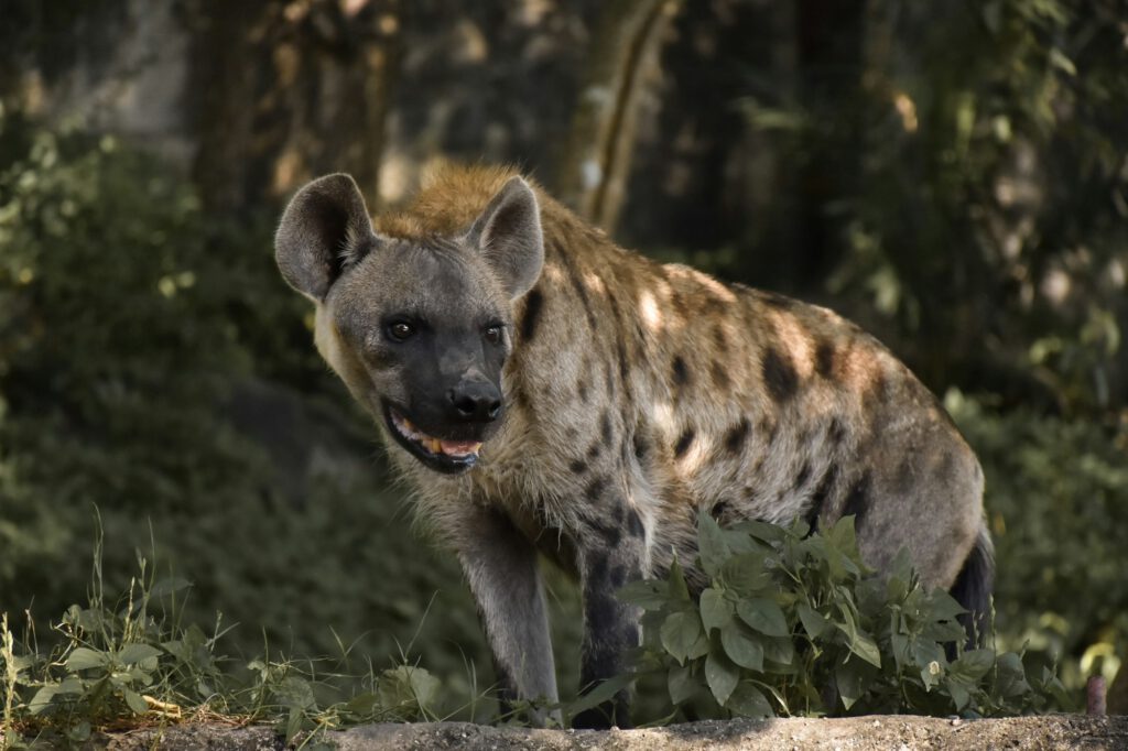 Hyena South Africa