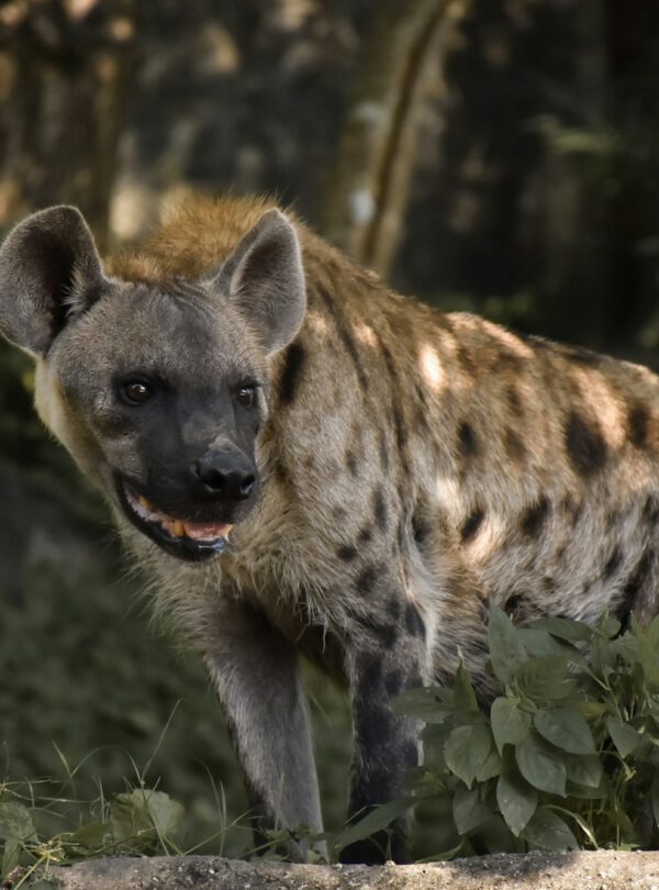 Hyena South Africa