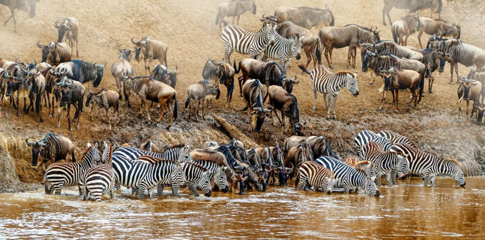 Kenya Great Wildebeest and Zebra Migration Scene