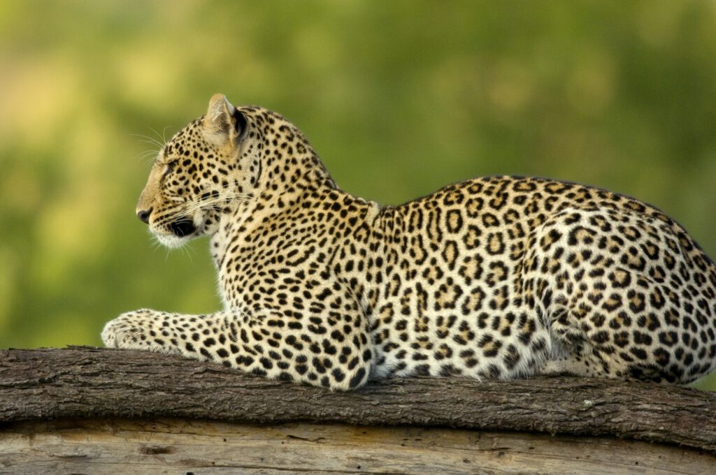 Leopard in the serengeti national reserve