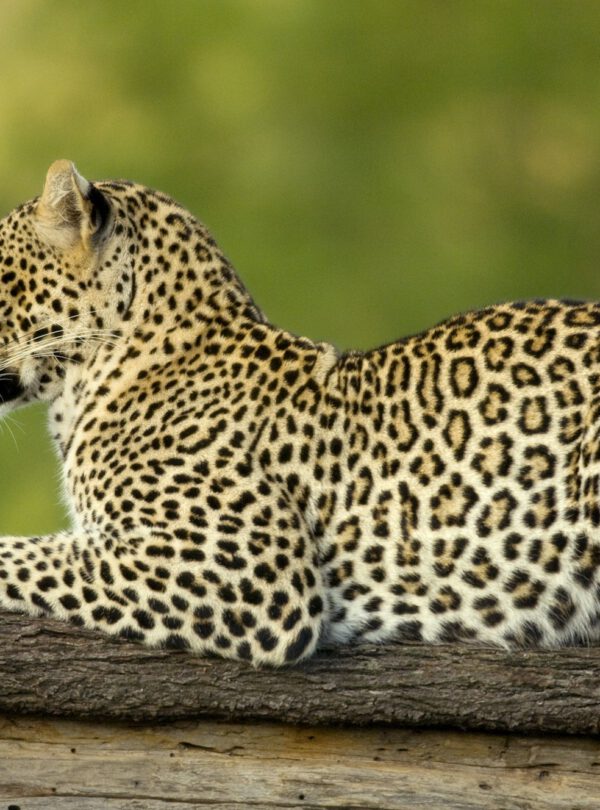 Leopard in the serengeti national reserve