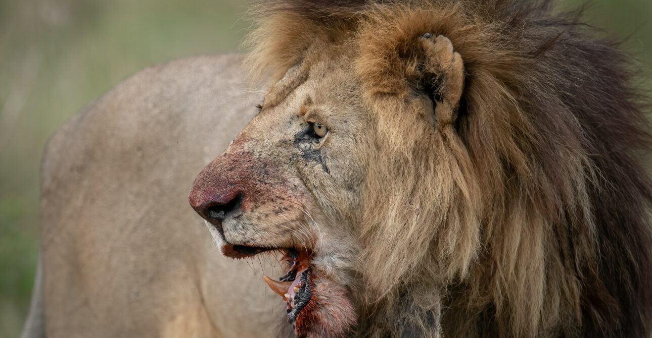 Best safari destinations in East Africa you can’t miss