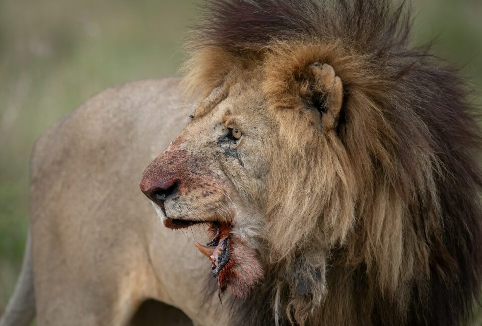 Lion on Safari in Kenya, Africa