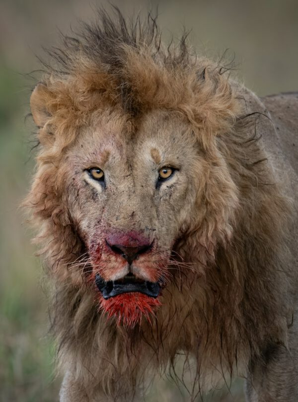 Lion on Safari in Kenya, Africa