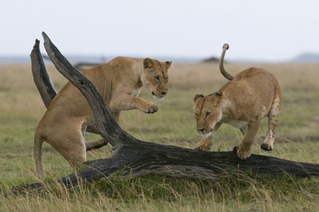 Lionesses playing (Panthera leo), Masai Mara National Reserve, Kenya