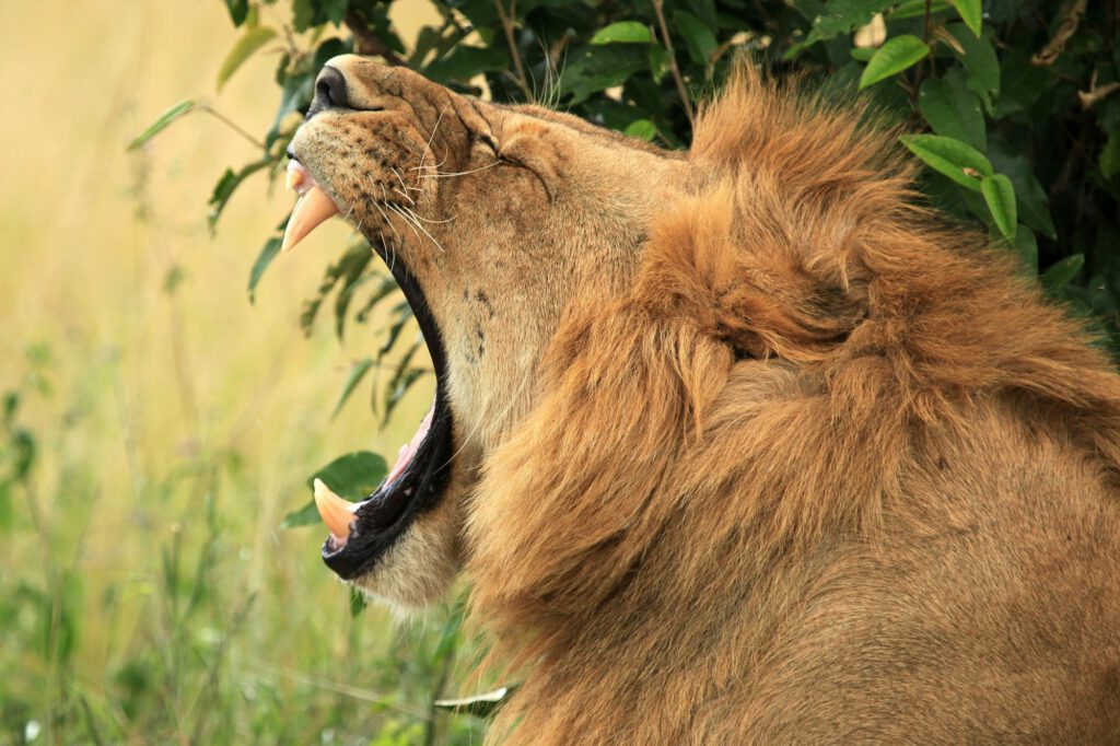 Male Lion - Kenya