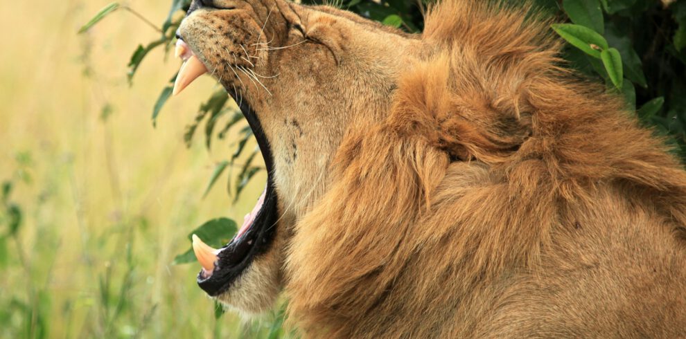 Male Lion - Kenya