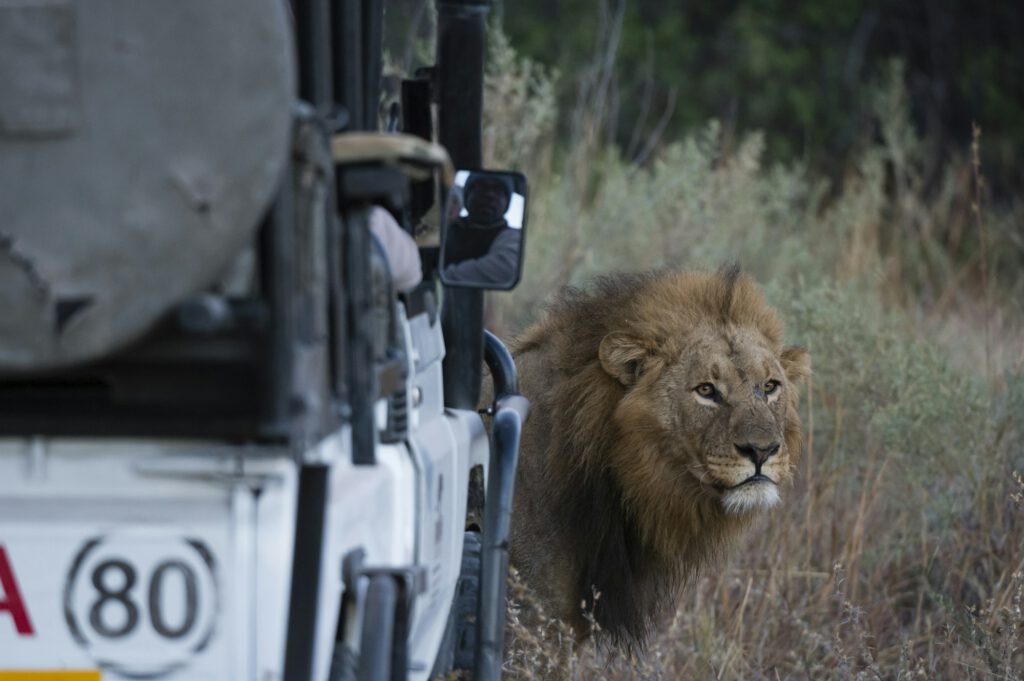 Male lion (Panthera leo) in front of safari vehicle, Okavango Delta, Botswana