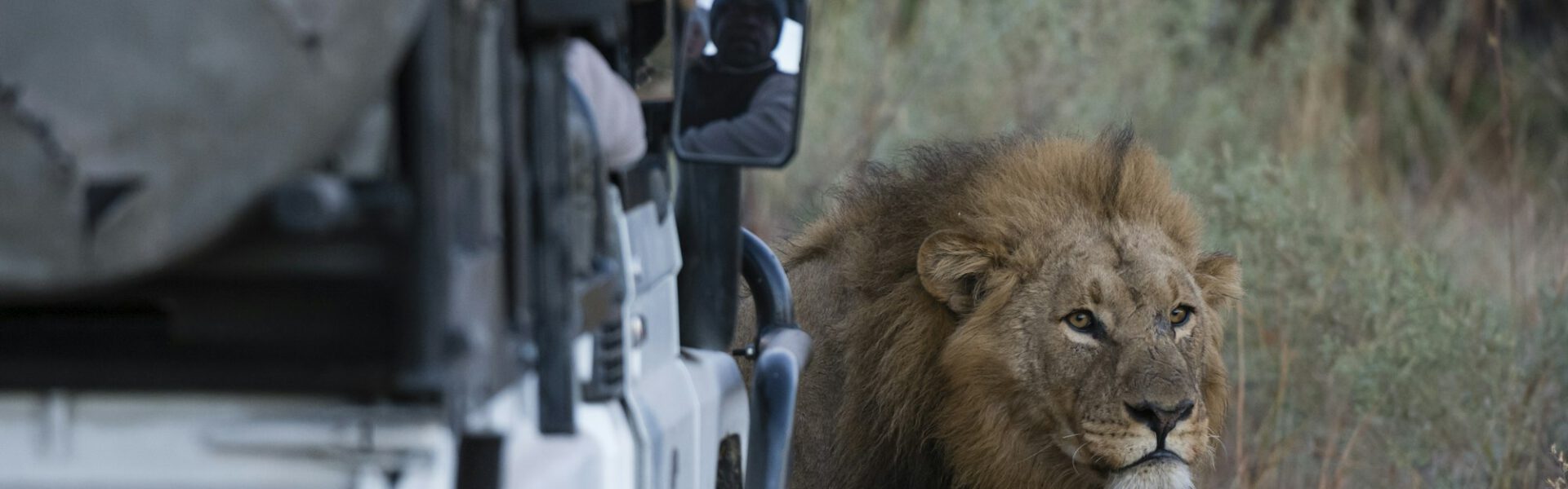 Male lion (Panthera leo) in front of safari vehicle, Okavango Delta, Botswana