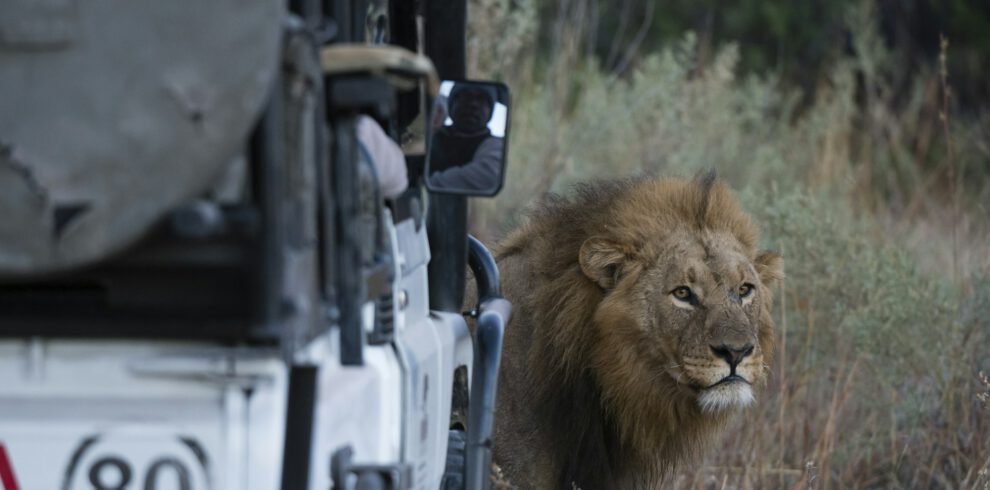 Male lion (Panthera leo) in front of safari vehicle, Okavango Delta, Botswana
