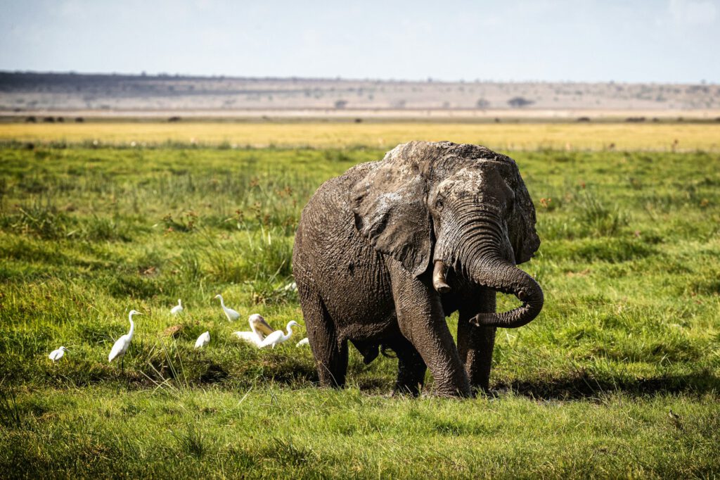 Muddy Elephant Playing in Amboseli Kenya Africa