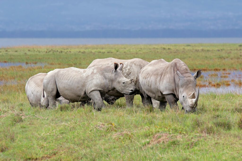 White rhinoceros - Lake Nakuru National Park