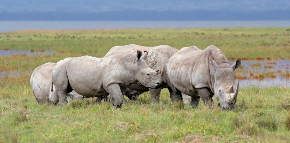 White rhinoceros - Lake Nakuru National Park