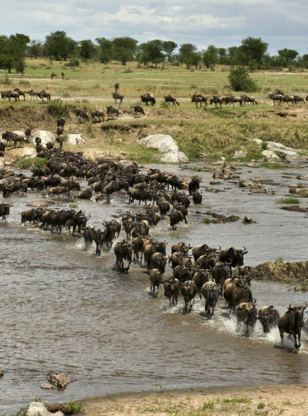 Wildebeest, crossing river Mara, Serengeti National Park, Serengeti, Tanzania, Africa